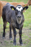 Cow has Mickey Mouse marking on its forehead, Cambridgeshire, Britain - 16 Jun 2015