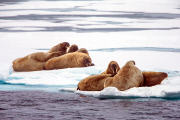 Walrosse auf Treibeis, Norwegen, Svalbard, Spitzbergen, Sju-¯yane, Insel, Arktis, MeeressŠuger, Walrosse, odobenus rosmarus, Treibeis, Norway, Svalbard, Spitzbergen, Sju-¯yane, island, arctic, marine mammal, walrus, odobenus rosmarus, drift ice