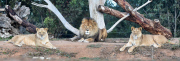 Löwen im Werribee Open Range Zoo