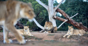 Löwen im Werribee Open Range Zoo