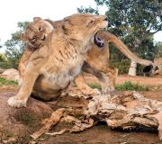 Löwen im Werribee Open Range Zoo