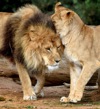 Löwen im Werribee Open Range Zoo
