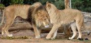 Löwen im Werribee Open Range Zoo
