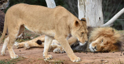 Löwen im Werribee Open Range Zoo