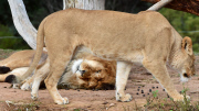 Löwen im Werribee Open Range Zoo