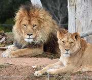 Löwen im Werribee Open Range Zoo