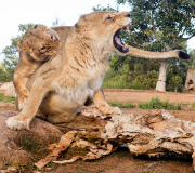Löwen im Werribee Open Range Zoo