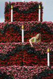Hampton Court Palace Flower Show 25th Anniversary preparations, London, Britain - 25 Jun 2015