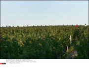 *EXCLUSIVE* Francois Pinault's Chateau Latour vineyards