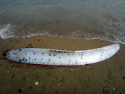 Oarfish washes up on beach, Catalina Island, California, America - 01 Jun 2015