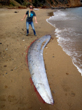 Oarfish washes up on beach, Catalina Island, California, America - 01 Jun 2015