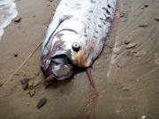 Oarfish washes up on beach, Catalina Island, California, America - 01 Jun 2015