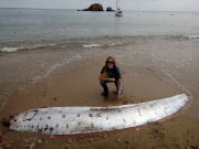 Oarfish washes up on beach, Catalina Island, California, America - 01 Jun 2015