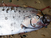 Oarfish washes up on beach, Catalina Island, California, America - 01 Jun 2015