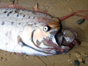 Oarfish washes up on beach, Catalina Island, California, America - 01 Jun 2015