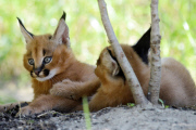 Caracal kittens born at Dvur Kralove Zoo, Czech Republic - 01 Jul 2015