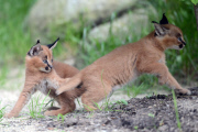 Caracal kittens born at Dvur Kralove Zoo, Czech Republic - 01 Jul 2015