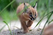 Caracal kittens born at Dvur Kralove Zoo, Czech Republic - 01 Jul 2015