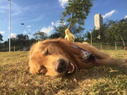 Bob the golden retriver and friends, Sao Paulo, Brazil  - Jul 2015