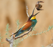 Bee-eater bird catches a bat, Nahala, Israel - 26 Jun 2015
