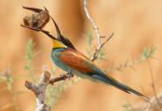 Bee-eater bird catches a bat, Nahala, Israel - 26 Jun 2015