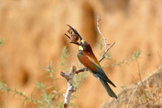 Bee-eater bird catches a bat, Nahala, Israel - 26 Jun 2015