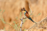 Bee-eater bird catches a bat, Nahala, Israel - 26 Jun 2015