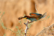 Bee-eater bird catches a bat, Nahala, Israel - 26 Jun 2015