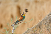 Bee-eater bird catches a bat, Nahala, Israel - 26 Jun 2015
