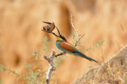 Bee-eater bird catches a bat, Nahala, Israel - 26 Jun 2015