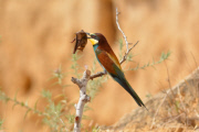 Bee-eater bird catches a bat, Nahala, Israel - 26 Jun 2015