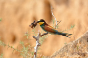 Bee-eater bird catches a bat, Nahala, Israel - 26 Jun 2015