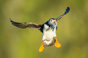 Puffins on Skomer Island, Pembrokeshire, Wales - 22 Jun 2015