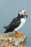Puffins on Skomer Island, Pembrokeshire, Wales - 22 Jun 2015
