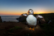 Puffins on Skomer Island, Pembrokeshire, Wales - 22 Jun 2015