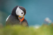 Puffins on Skomer Island, Pembrokeshire, Wales - 22 Jun 2015