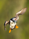 Puffins on Skomer Island, Pembrokeshire, Wales - 22 Jun 2015