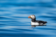 Puffins on Skomer Island, Pembrokeshire, Wales - 22 Jun 2015