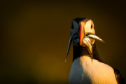 Puffins on Skomer Island, Pembrokeshire, Wales - 22 Jun 2015