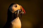 Puffins on Skomer Island, Pembrokeshire, Wales - 22 Jun 2015