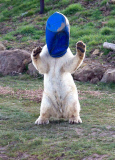 FAMEFLYNET - Exclusive: Pixel The Polar Bear Wears An Unorthodox Sun Hat