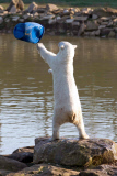 FAMEFLYNET - Exclusive: Pixel The Polar Bear Wears An Unorthodox Sun Hat