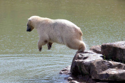 FAMEFLYNET - Exclusive: Pixel The Polar Bear Wears An Unorthodox Sun Hat
