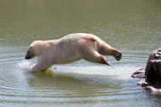 FAMEFLYNET - Exclusive: Pixel The Polar Bear Wears An Unorthodox Sun Hat