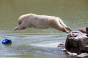 FAMEFLYNET - Exclusive: Pixel The Polar Bear Wears An Unorthodox Sun Hat