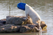 FAMEFLYNET - Exclusive: Pixel The Polar Bear Wears An Unorthodox Sun Hat