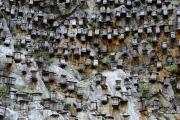 Beehives on the cliff in China