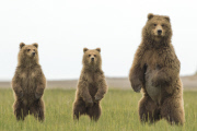 Bear cubs in the wild, Silver Salmon Creek, Alaska, United States - 18 Jun 2015