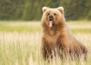 Bear cubs in the wild, Silver Salmon Creek, Alaska, United States - 18 Jun 2015