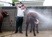 157th Great Yorkshire Show, Harrogate, Britain - 14 Jul 2015